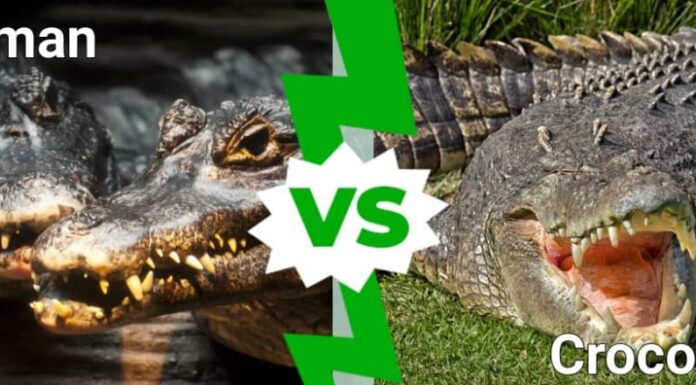 caimano contro coccodrillo