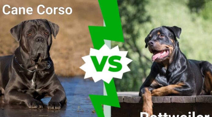 Cane Corso o Rottweiler: qual è il cane più potente e adatto a te?
