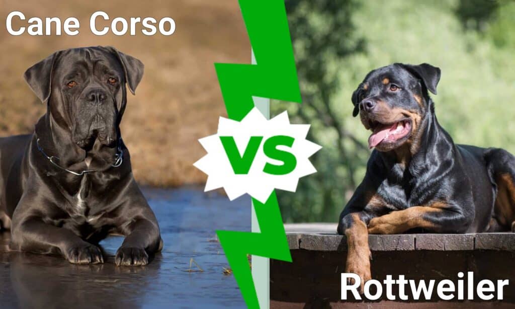Cane Corso o Rottweiler: qual è il cane più potente e adatto a te?