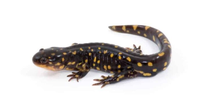Salamandra tigre dai colori vivaci isolata su uno sfondo bianco