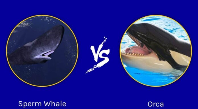 Capodoglio contro orca: chi vincerebbe in uno scontro?
