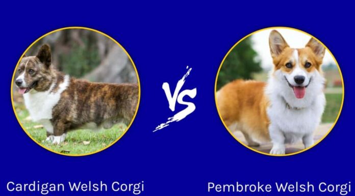 Cardigan Welsh Corgi contro Pembroke Welsh Corgi