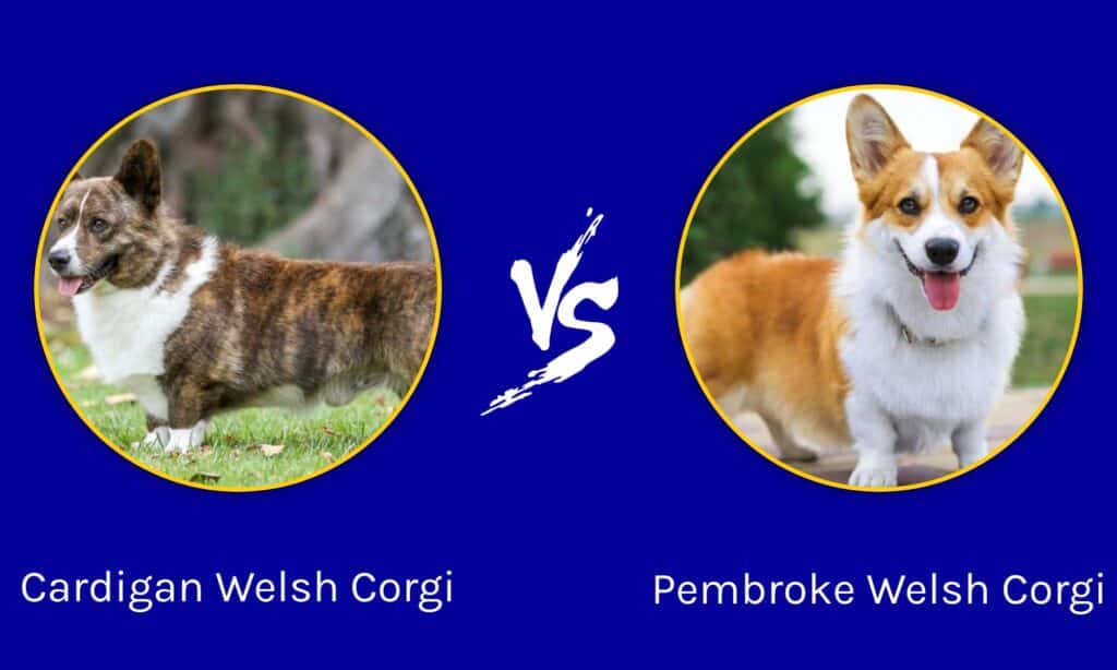 Cardigan Welsh Corgi contro Pembroke Welsh Corgi