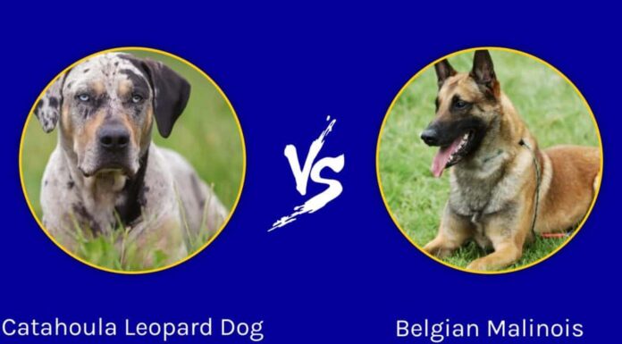 Catahoula Leopard Dog e Belgian Malinois: quali sono le differenze?
