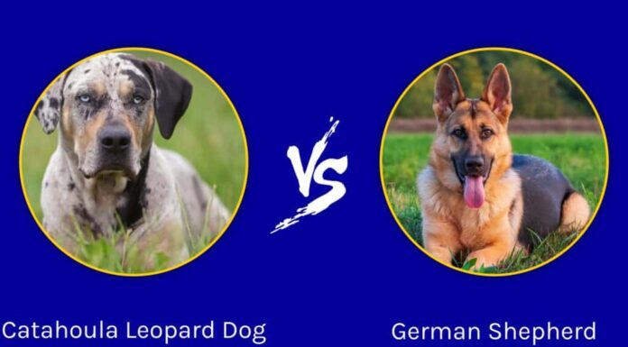 Catahoula Leopard Dog e pastore tedesco: quali sono le differenze?
