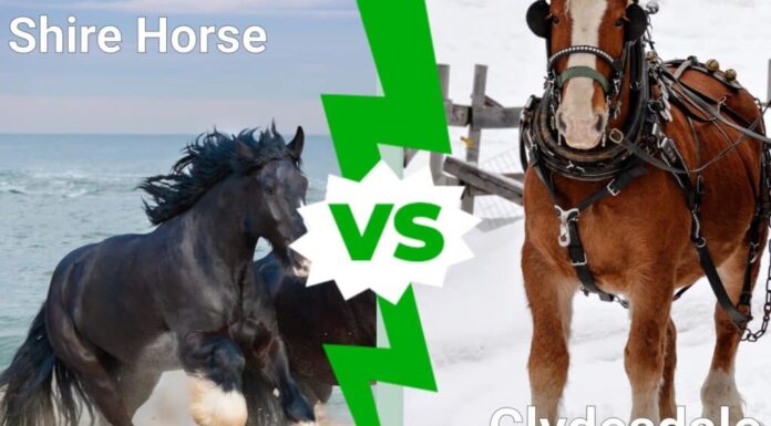 Cavallo Shire contro Clydesdale: come distinguere l'uno dall'altro?
