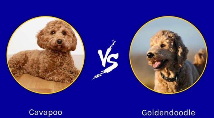 Cavapoo e Goldendoodle: quali sono le differenze?
