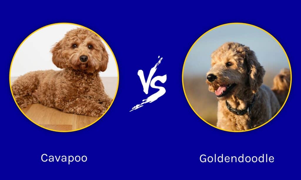 Cavapoo e Goldendoodle: quali sono le differenze?