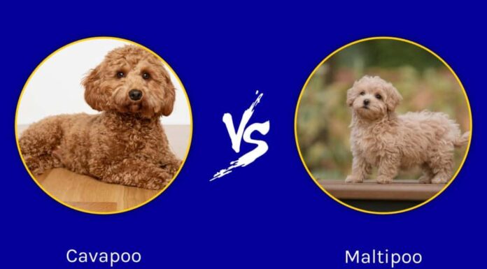 Cavapoo vs Maltipoo: le principali differenze

