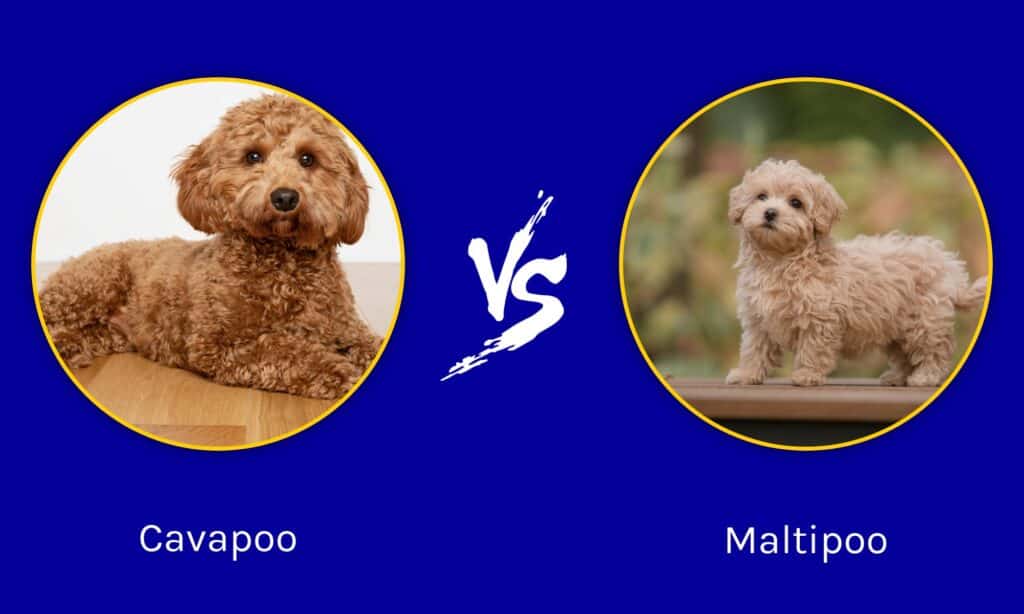 Cavapoo vs Maltipoo: le principali differenze
