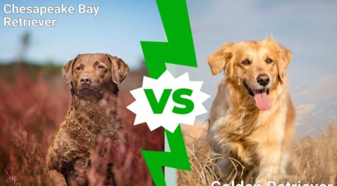 Chesapeake Bay Retriever contro Golden Retriever