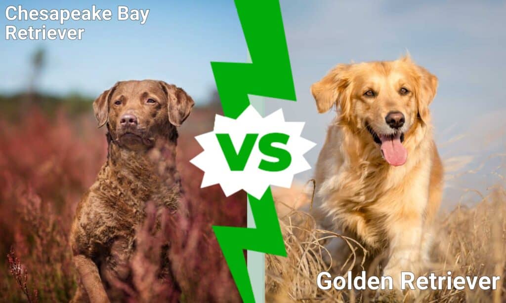 Chesapeake Bay Retriever contro Golden Retriever