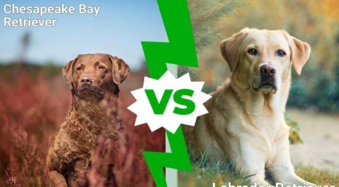 Chesapeake Bay Retriever contro Labrador Retriever