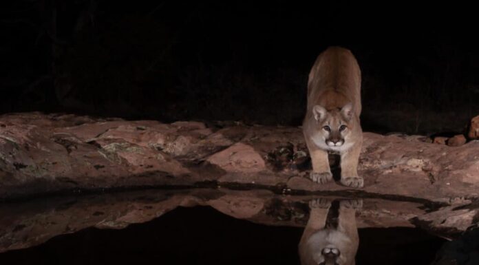 Riflesso del leone di montagna
