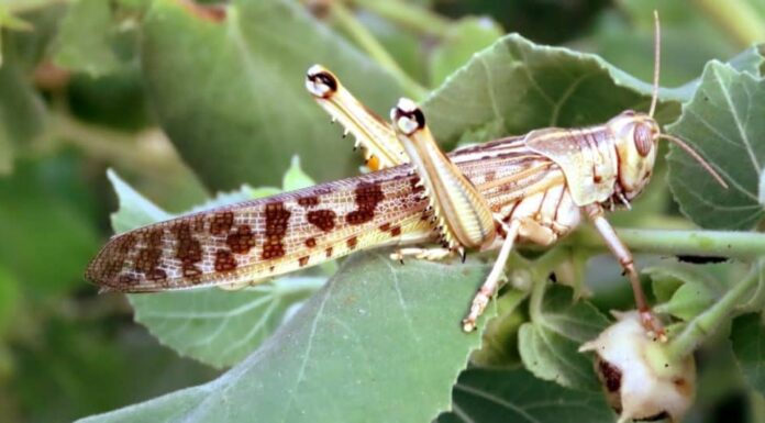 Cicale e locuste: qual è la differenza?