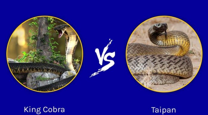 cobra reale contro taipan 