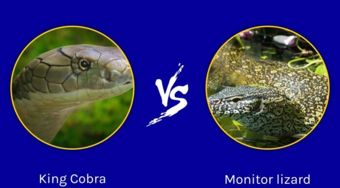 Cobra reale contro varano: chi vincerebbe in uno scontro?
