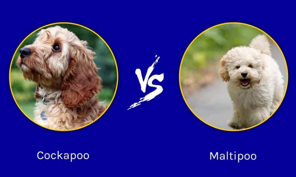 Cockapoo contro Maltipoo