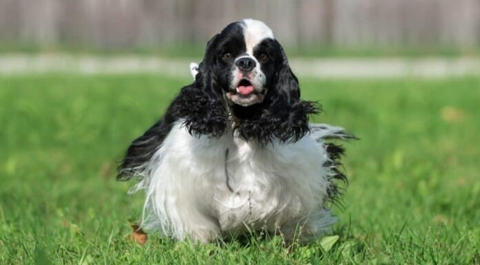 Cane Cocker Spaniel americano bianco e nero