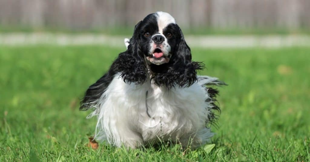 Cane Cocker Spaniel americano bianco e nero
