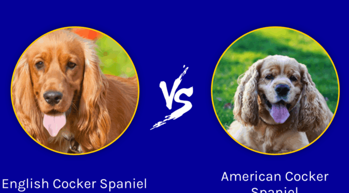 Cocker Spaniel Inglese vs Cocker Spaniel Americano: Quali Sono le Differenze?
