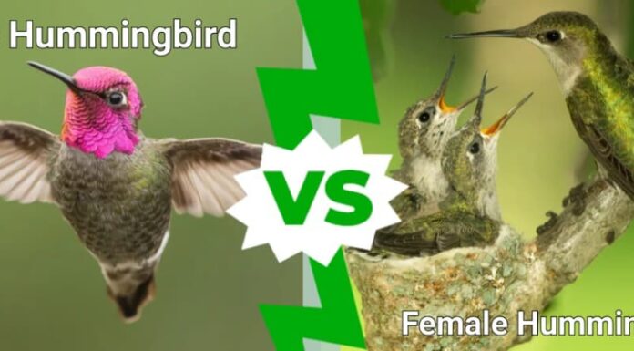 Colibrì maschio contro colibrì femmina