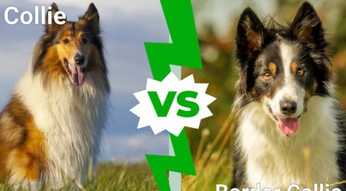 collie contro border collie