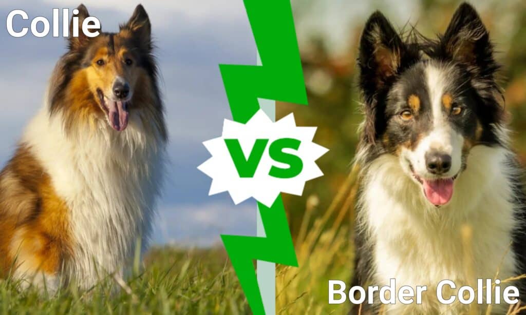 collie contro border collie