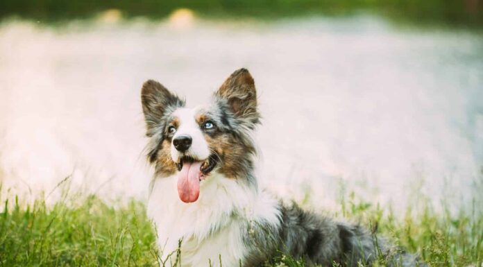 Divertente cane Welsh Corgi Blue Merle Cardigan che gioca nell'erba verde estiva al lago nel parco. Il Welsh Corgi è un piccolo tipo di cane da pastore originario del Galles. Estate. Sfondo estivo.