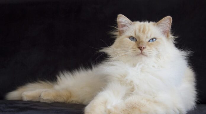 Ragdoll color crema sdraiata su un divano nero