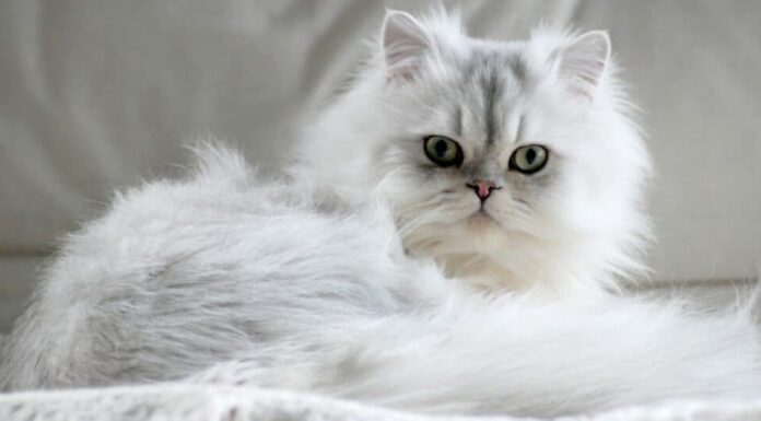 I gatti più pesanti e grassi - Persiano