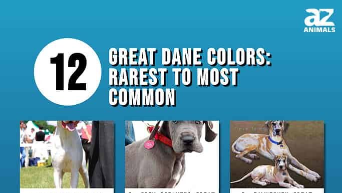 12 colori dell'Alano: dal più raro al più comune