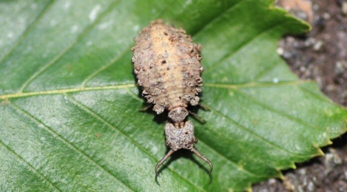 Animali che fingono di essere morti