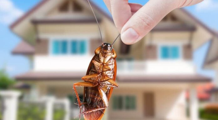 Esca in gel per scarafaggi Advion