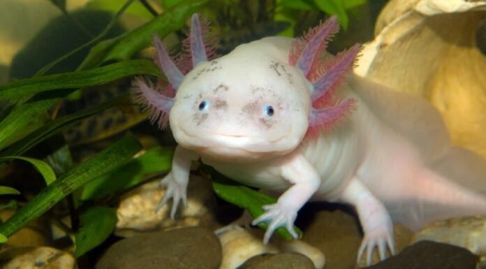 Animali più belli: Axolotl
