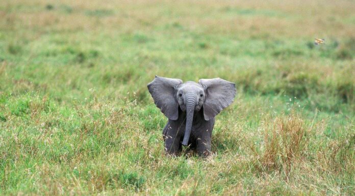 Elefante bambino - Elefante africano
