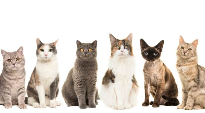 Un gruppo di razze di gatti su uno sfondo bianco