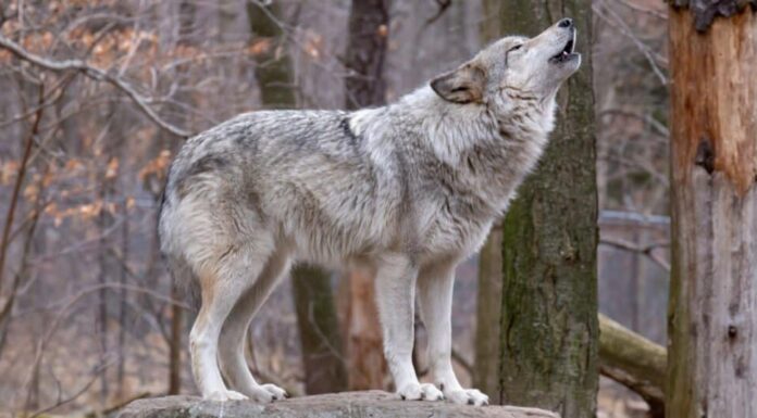 lupo che ulula in cima o sulla roccia