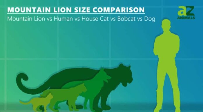 confronto delle dimensioni del puma con il gatto domestico Bob Cat e il cane