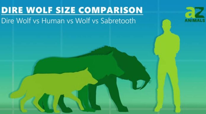 lupo terribile, lupo, denti a sciabola e umano
