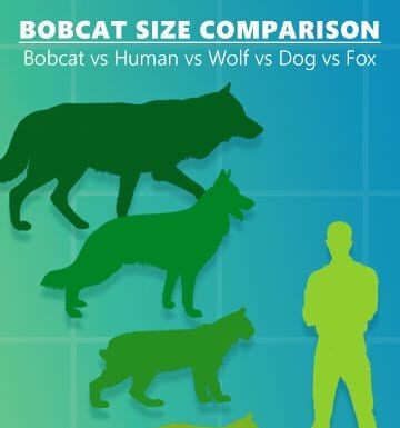 Confronto delle dimensioni della lince rossa - Lince rossa contro uomo e lupo 