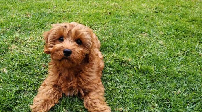 Un piccolo Goldendoodle che gioca all'aperto.