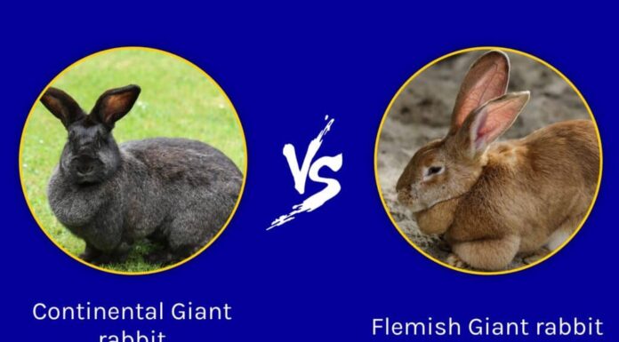 Conigli giganti continentali e fiamminghi: differenze chiave per distinguerli
