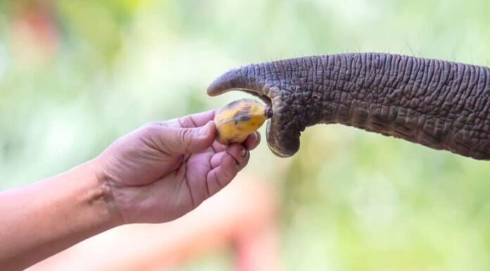 Cosa mangiano gli elefanti: la frutta