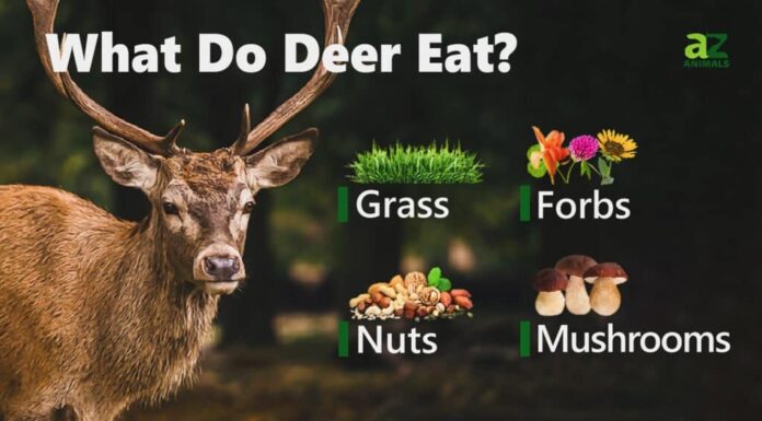 Cosa mangiano i cervi?
