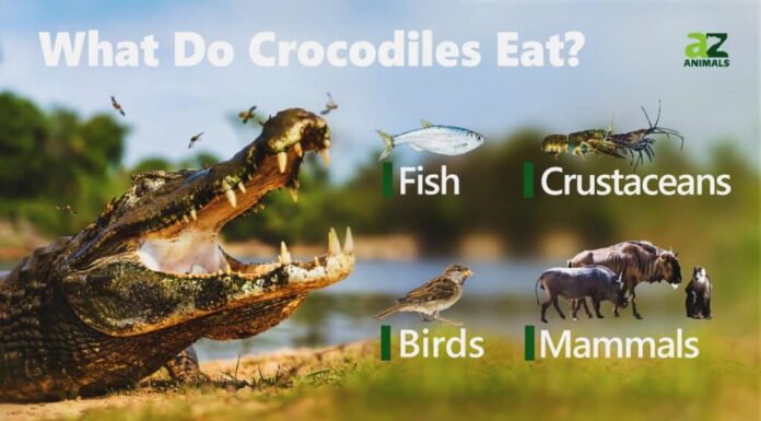 Cosa mangiano i coccodrilli?