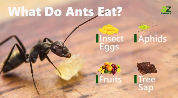 Cosa mangiano le formiche?
