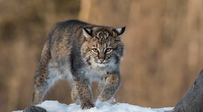 La lince rossa (Lynx rufus) solleva la neve dal tronco d'inverno - animale in cattività