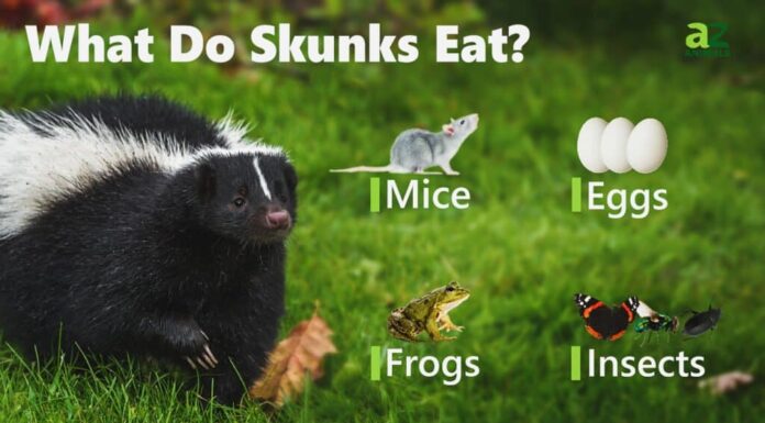 Cosa mangiano le puzzole?