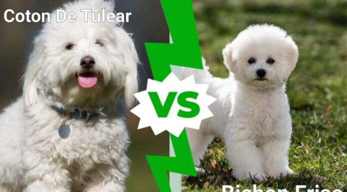 Coton De Tulear contro Bichon Frise